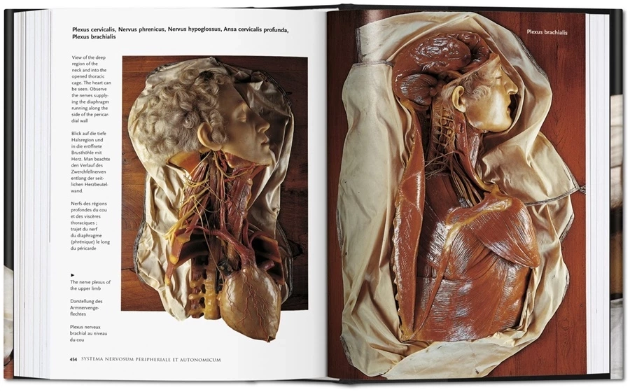 obrazek 8 Książka Encyclopaedia Anatomica - Taschen