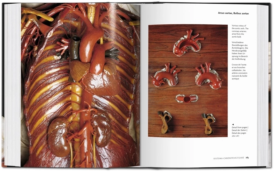 obrazek 5 Książka Encyclopaedia Anatomica - Taschen